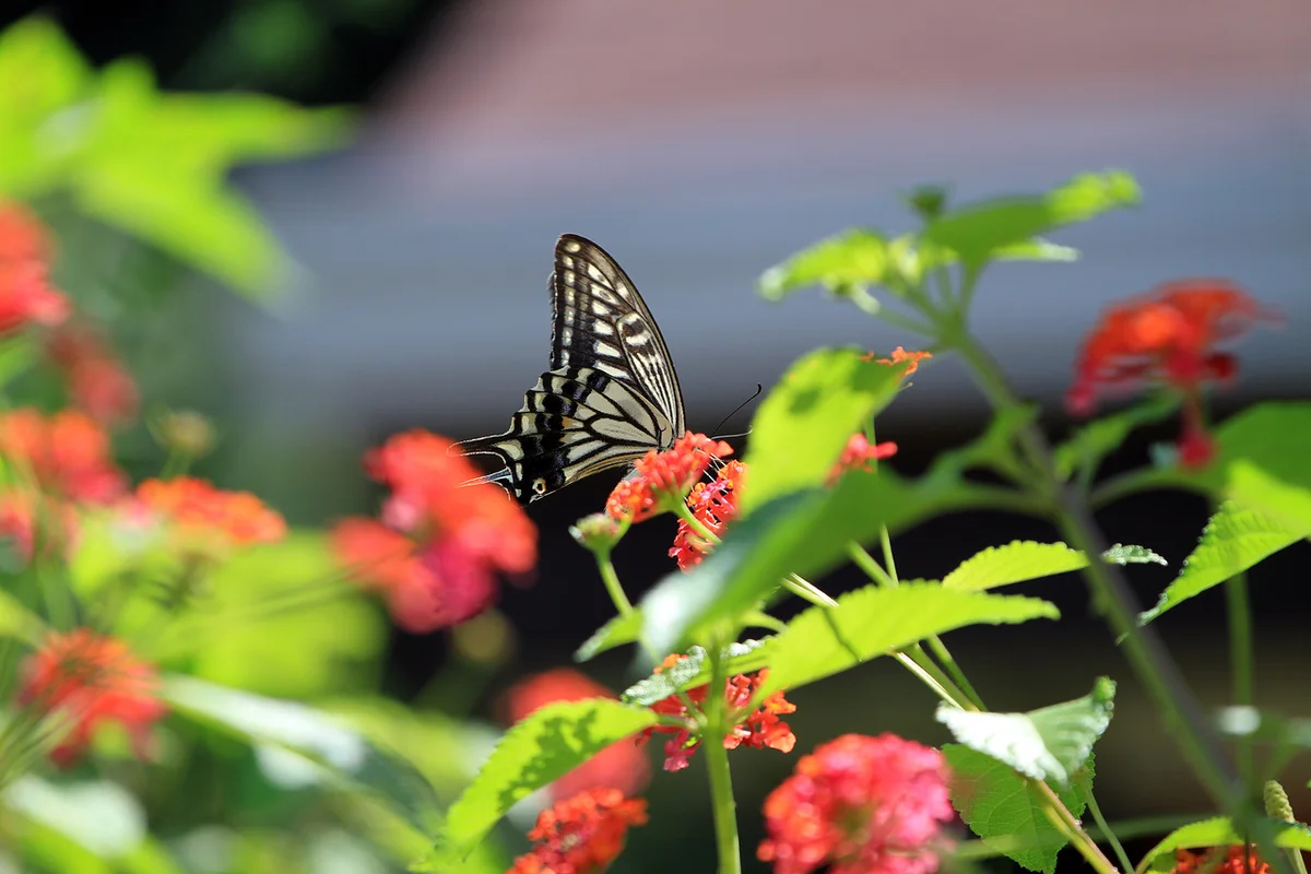 허브아일랜드 - 포천캠핑 여행