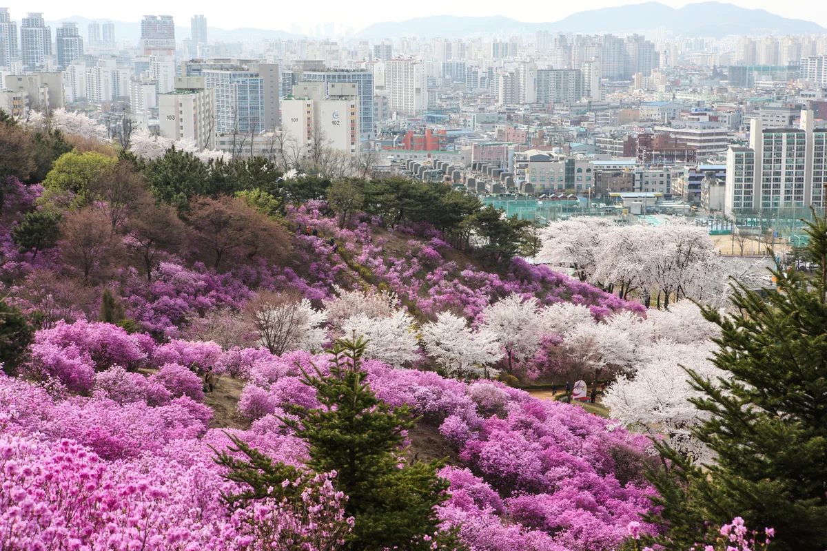 원미산 진달래 동산 - 부천여행 여행