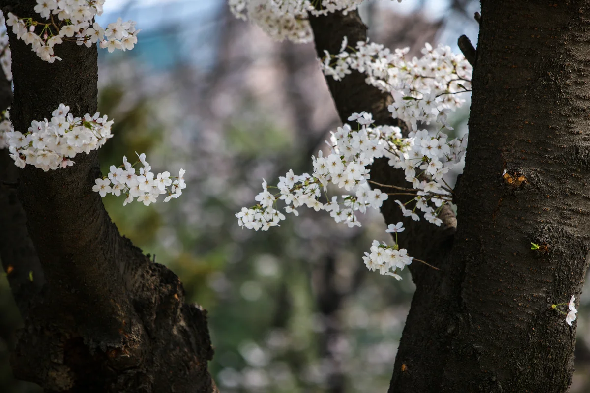 부천시 벚꽃명소 캠핑장 (출처 : 한국관광공사)