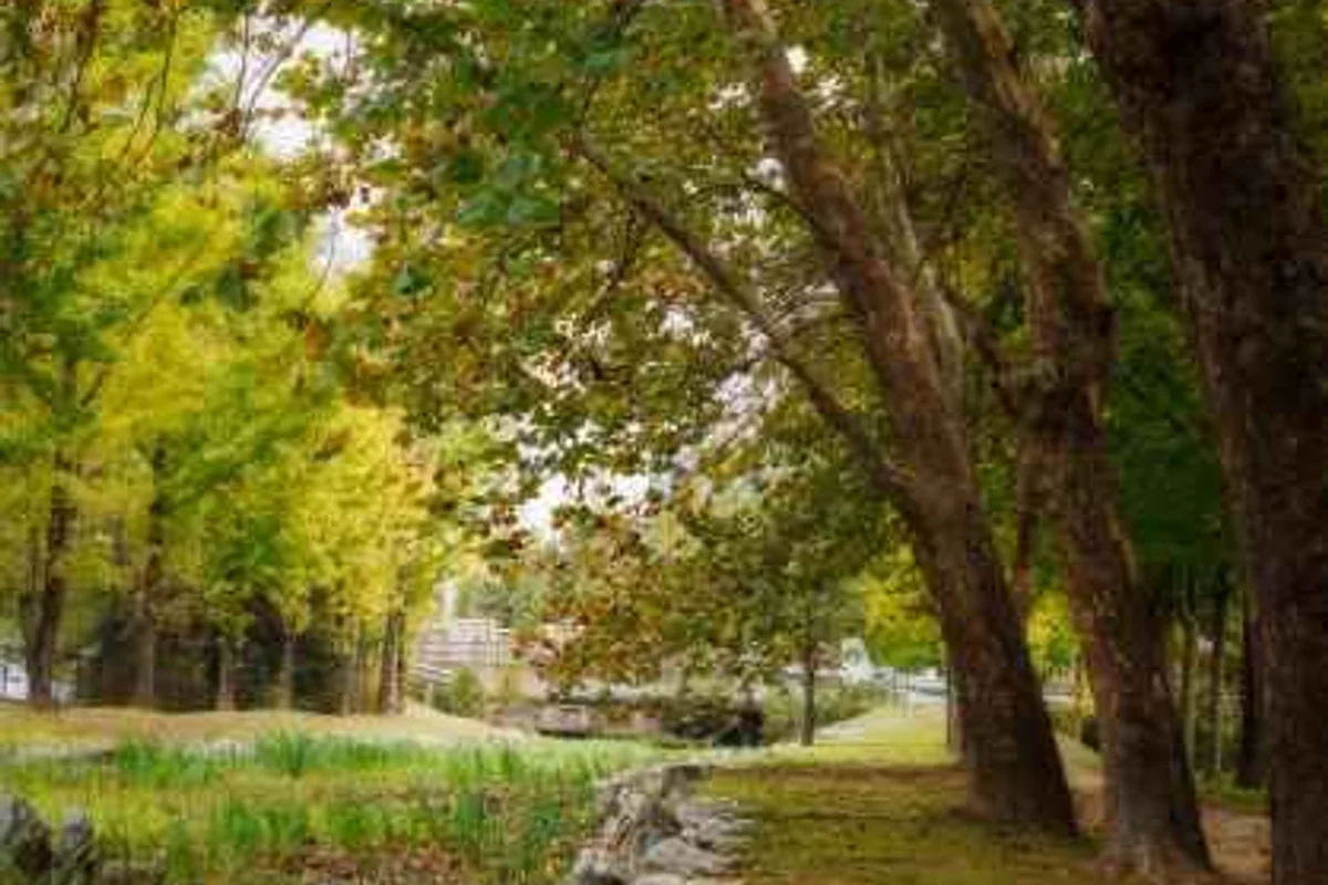 경기도 양평 벚꽃 캠핑장 (출처 : 한국관광공사)
