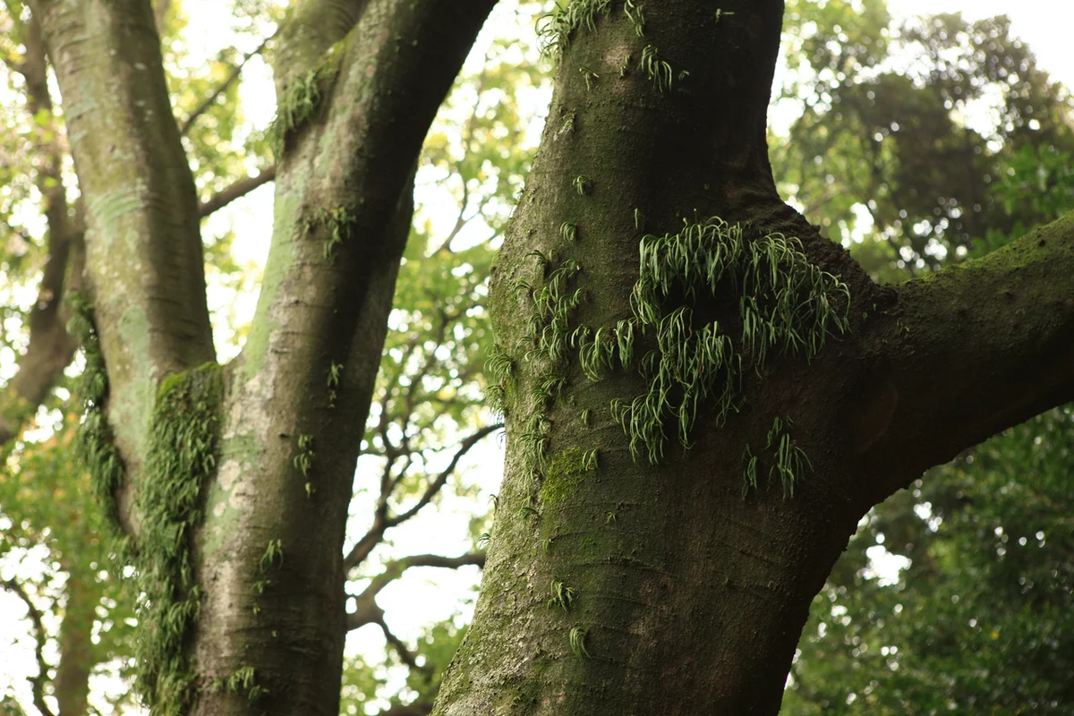 삼성혈 - 제주벚꽃 여행