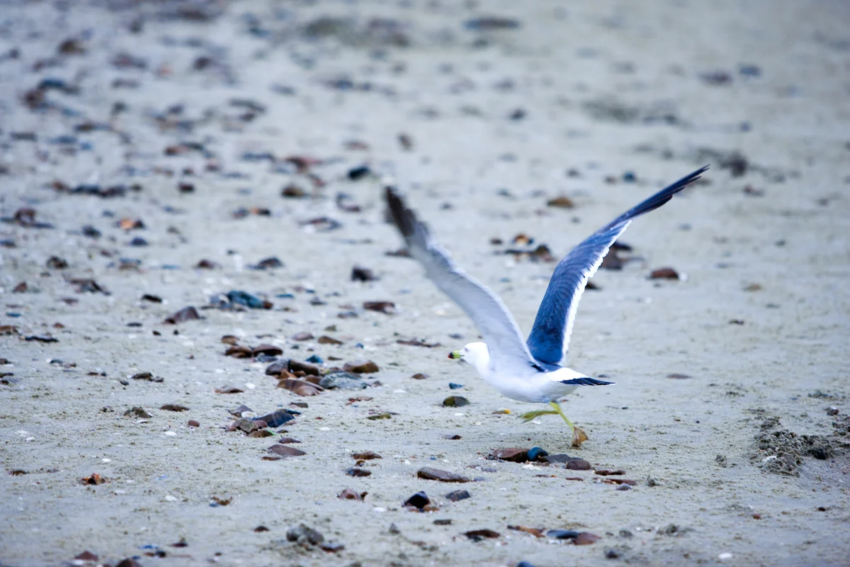 꽃지해수욕장 - 안면도여행 여행
