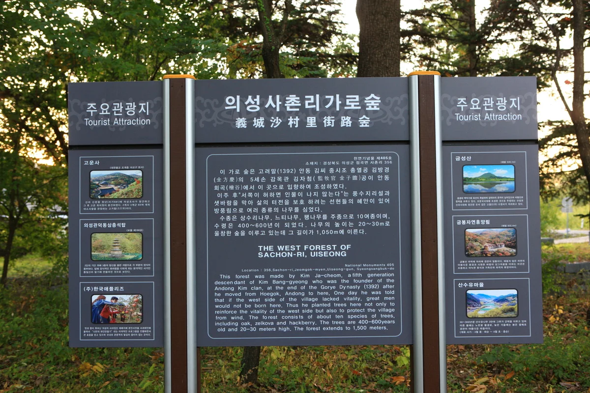 의성산수유꽃축제 - 의성여행 여행