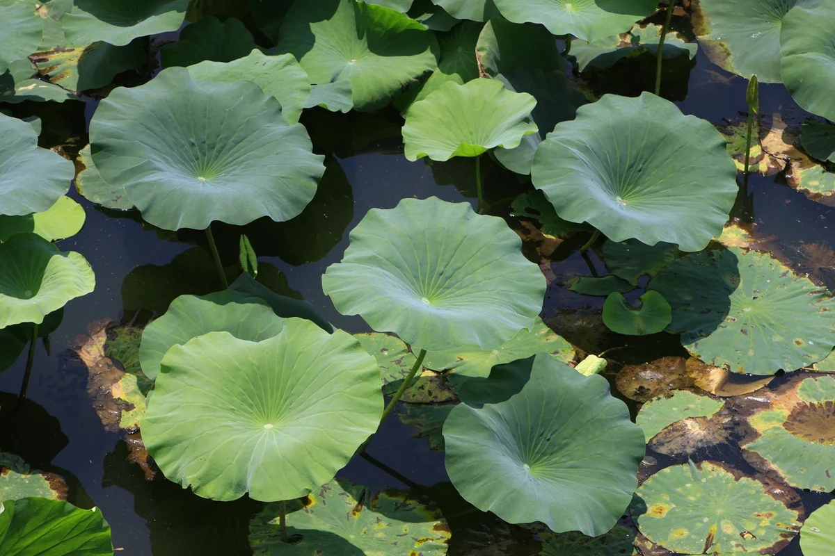 덕진공원 영업시간 (출처 : 한국관광공사)