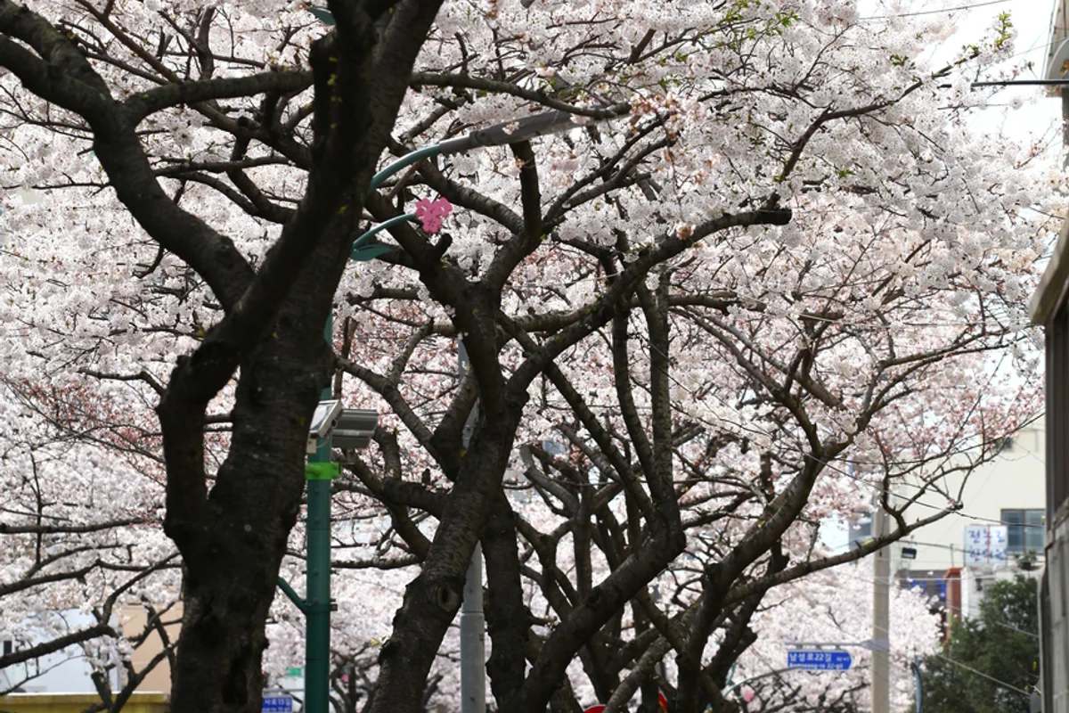 전농로 - 제주벚꽃 여행