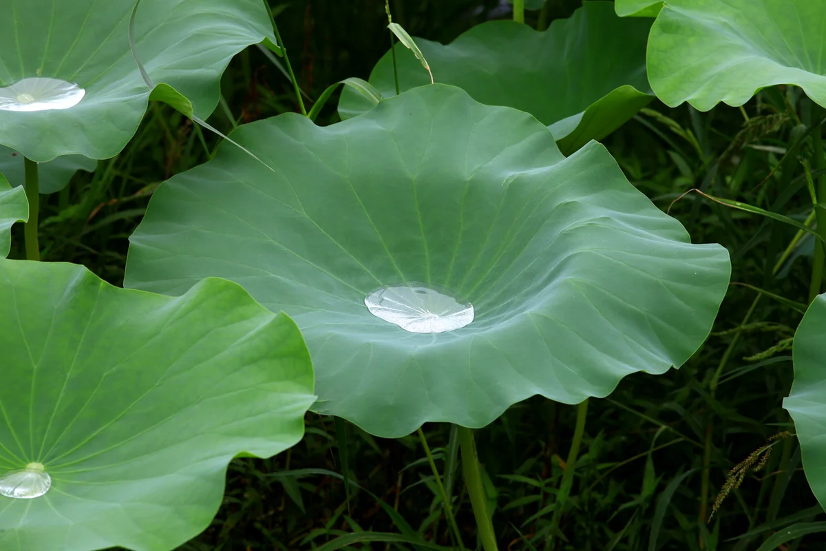 화천 연꽃단지 - 강원여행 여행