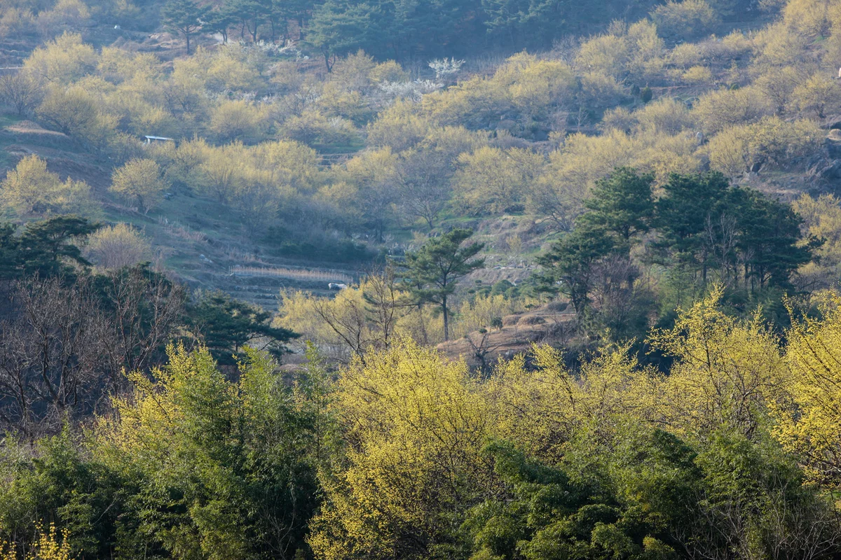 구례산수유마을 - 구례 짚라인 여행