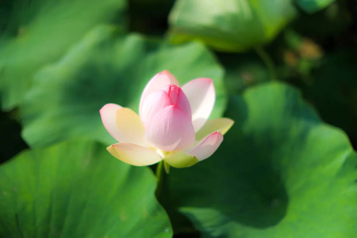 강원 연꽃 명소 (출처 : 한국관광공사)