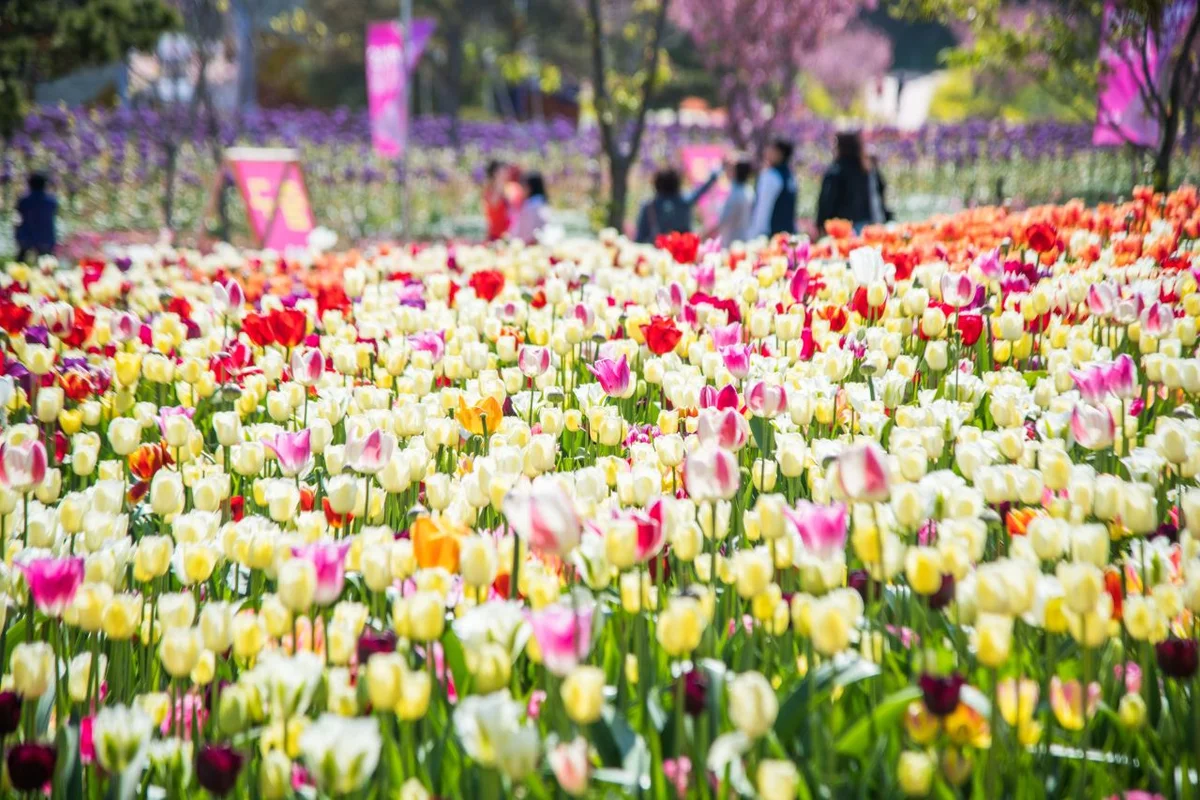 태안세계튤립꽃박람회 - 태안여행 여행