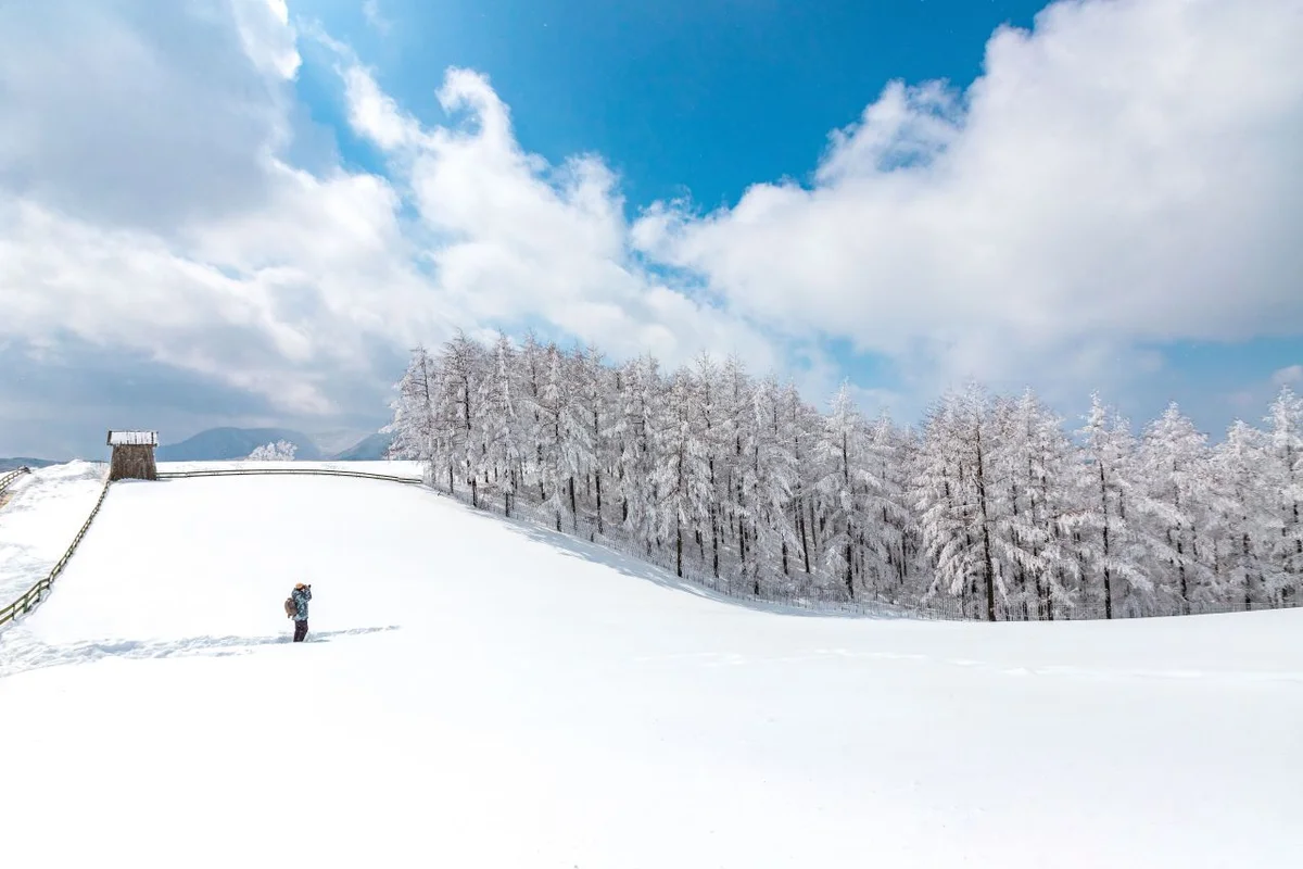 평창 대관령 양떼목장 - 강원도여행 여행