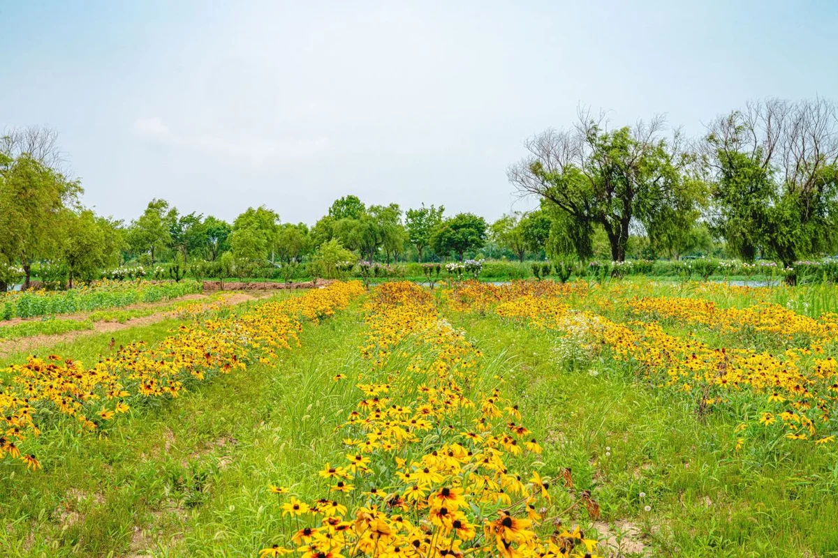 감전야생화단지 - 사상구여행 여행