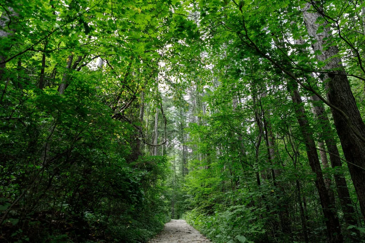 태백시 산책로 (출처 : 한국관광공사)