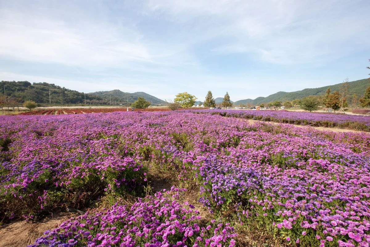 의령 홍의장군 축제 - 의령군 여행