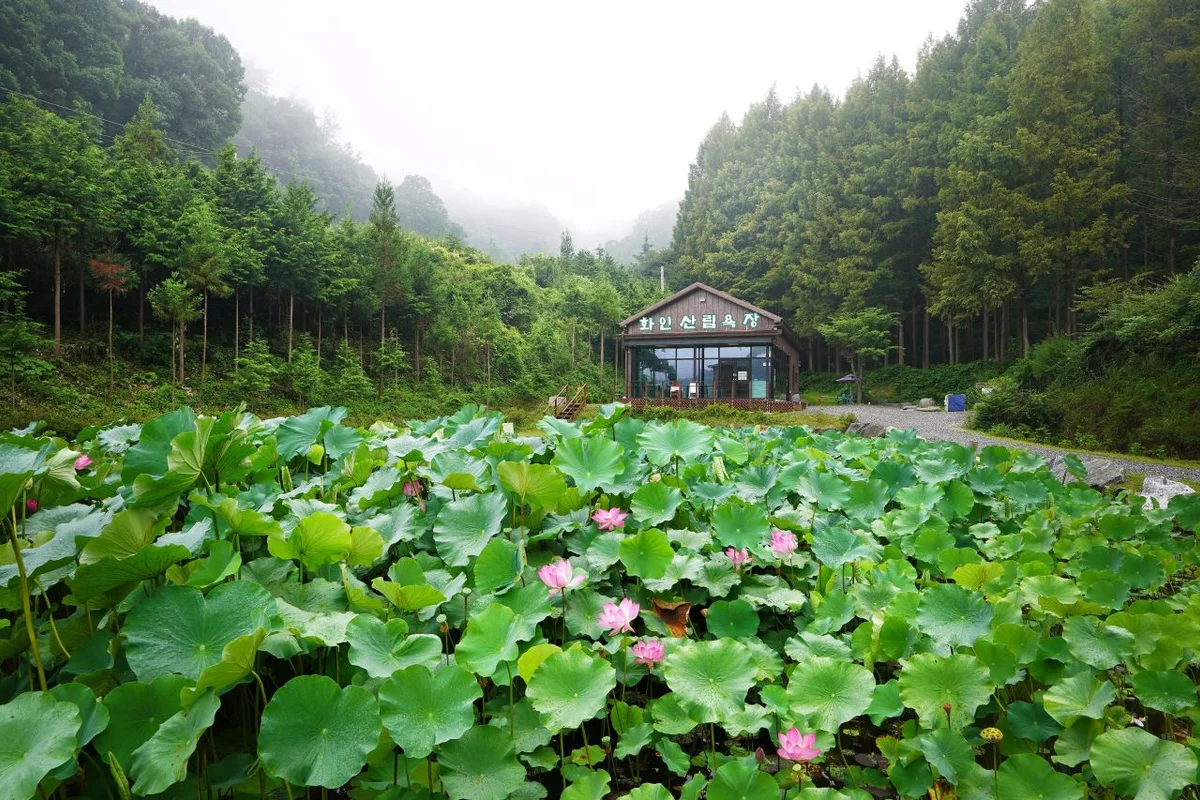 화인산림욕장 - 옥천군MTB 여행
