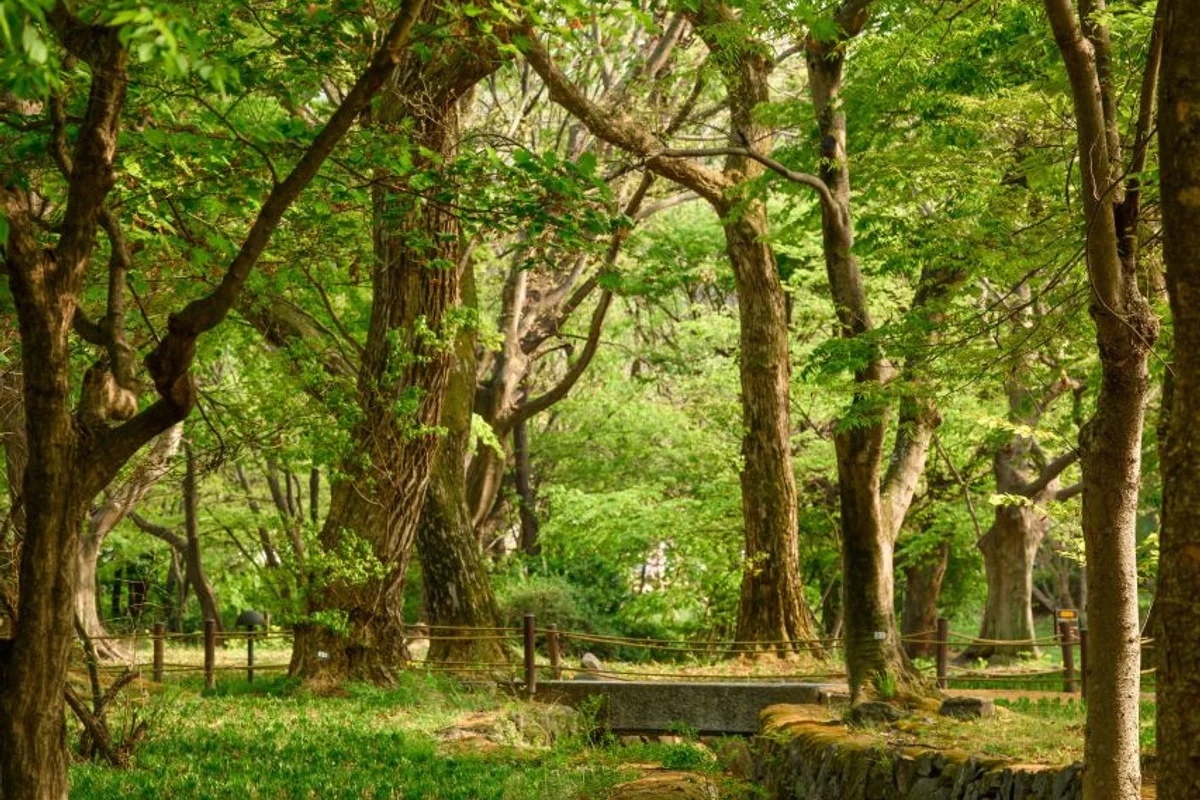 4월 충북 벚꽃 드라이브 (출처 : 한국관광공사)