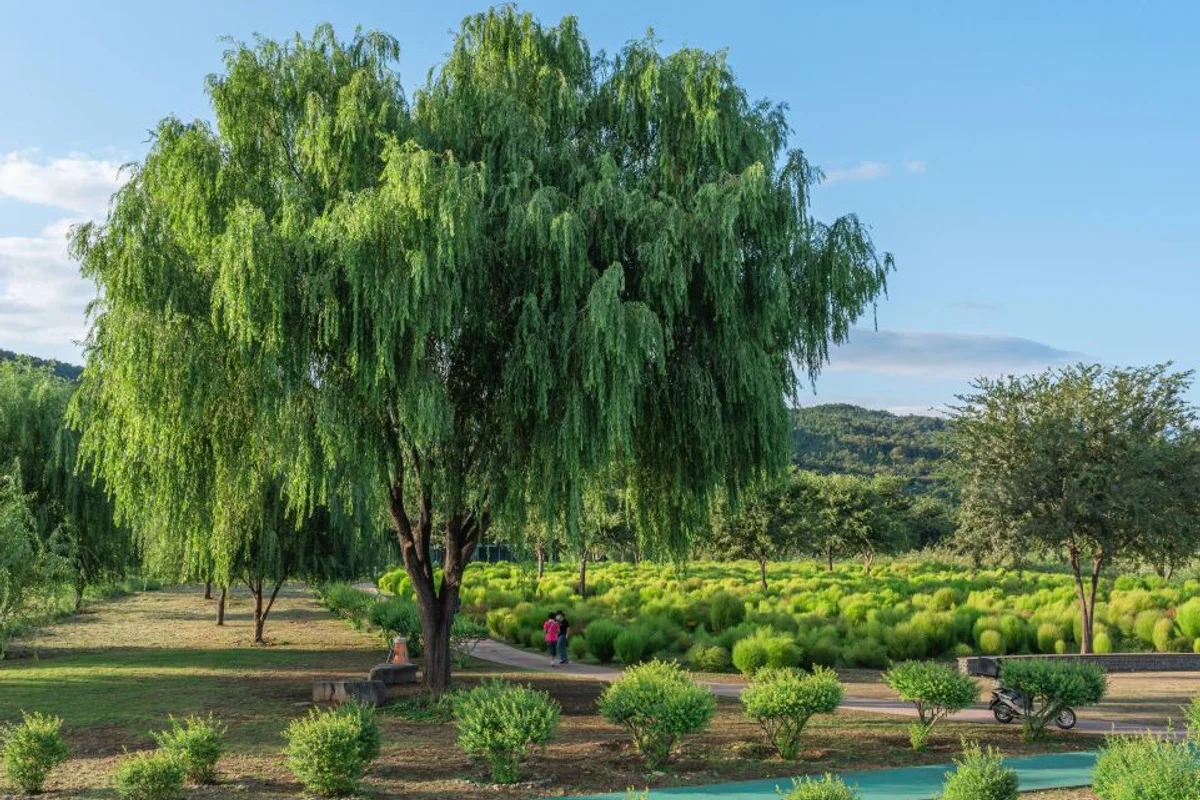 북구 커플 여행, 잊지 못할 봄날의 추억 - 대구북구 여행