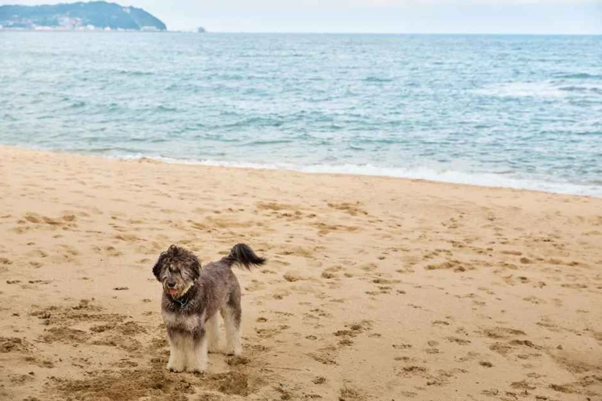 장림 반려견 동반 (출처 : 한국관광공사)