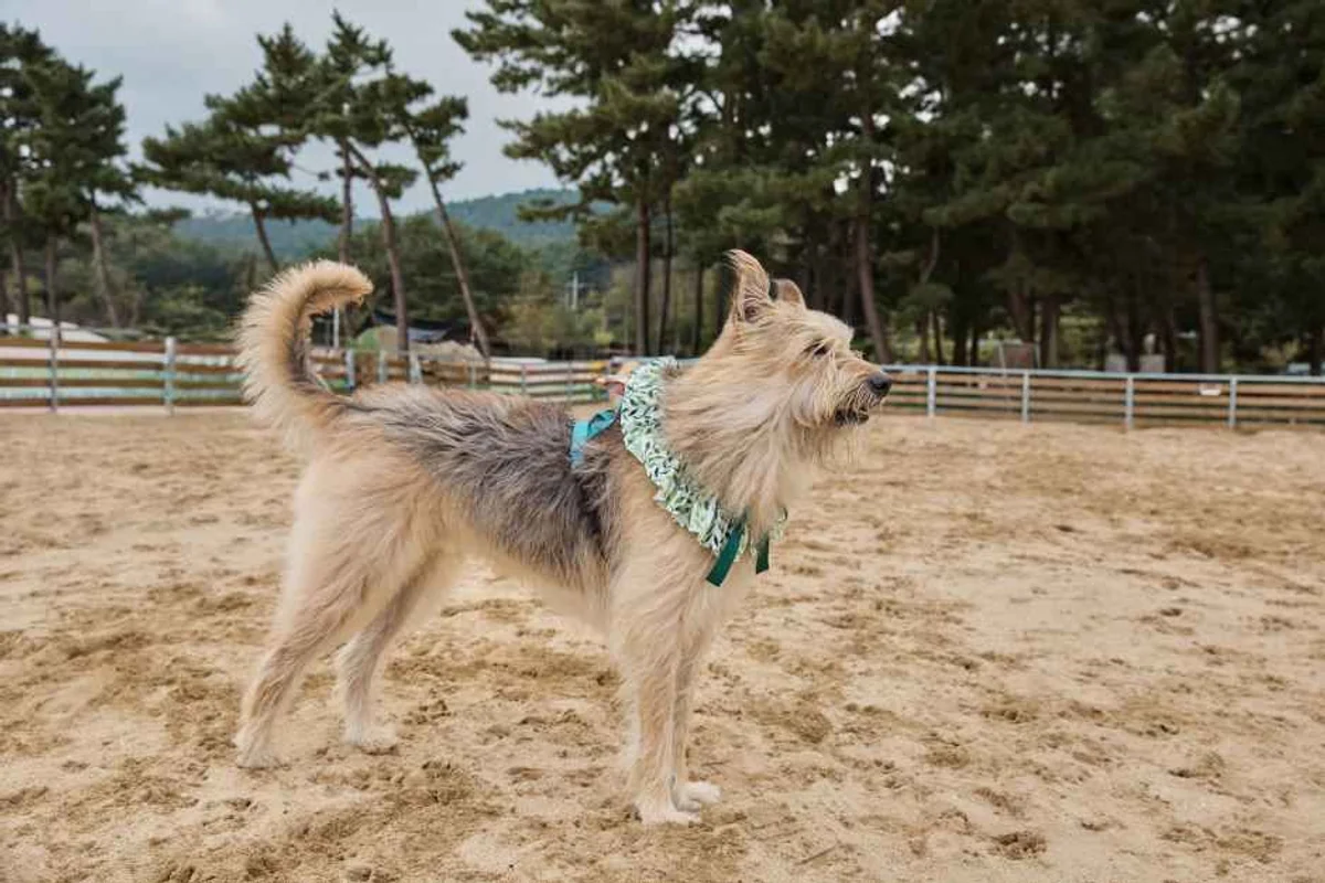 장림포구 부네치아 - 장림여행 여행