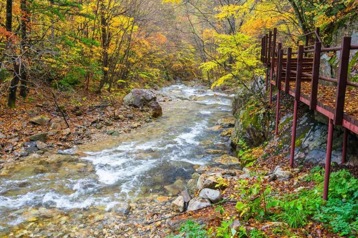 오대산 데이트 코스: 오대산월정사전나무숲길 - 오대산 여행