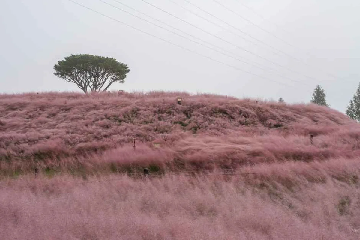 합천호 백리벚꽃길 - 합천여행 여행