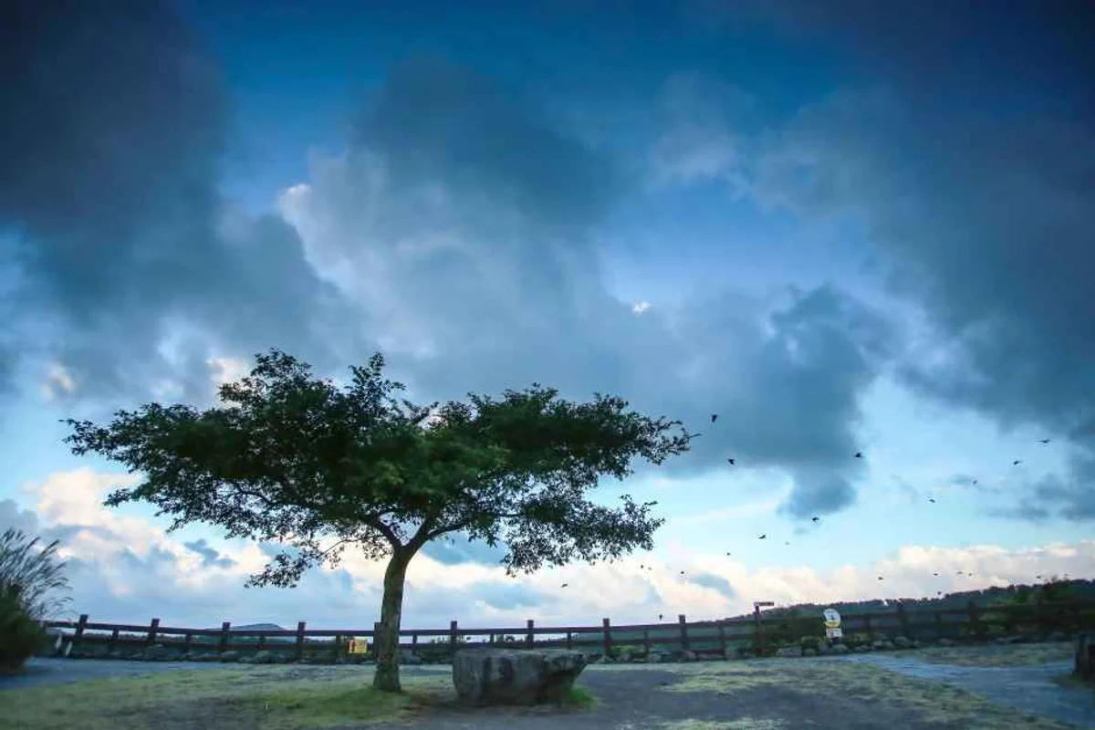 제주대학교 벚꽃길 - 제주벚꽃 여행