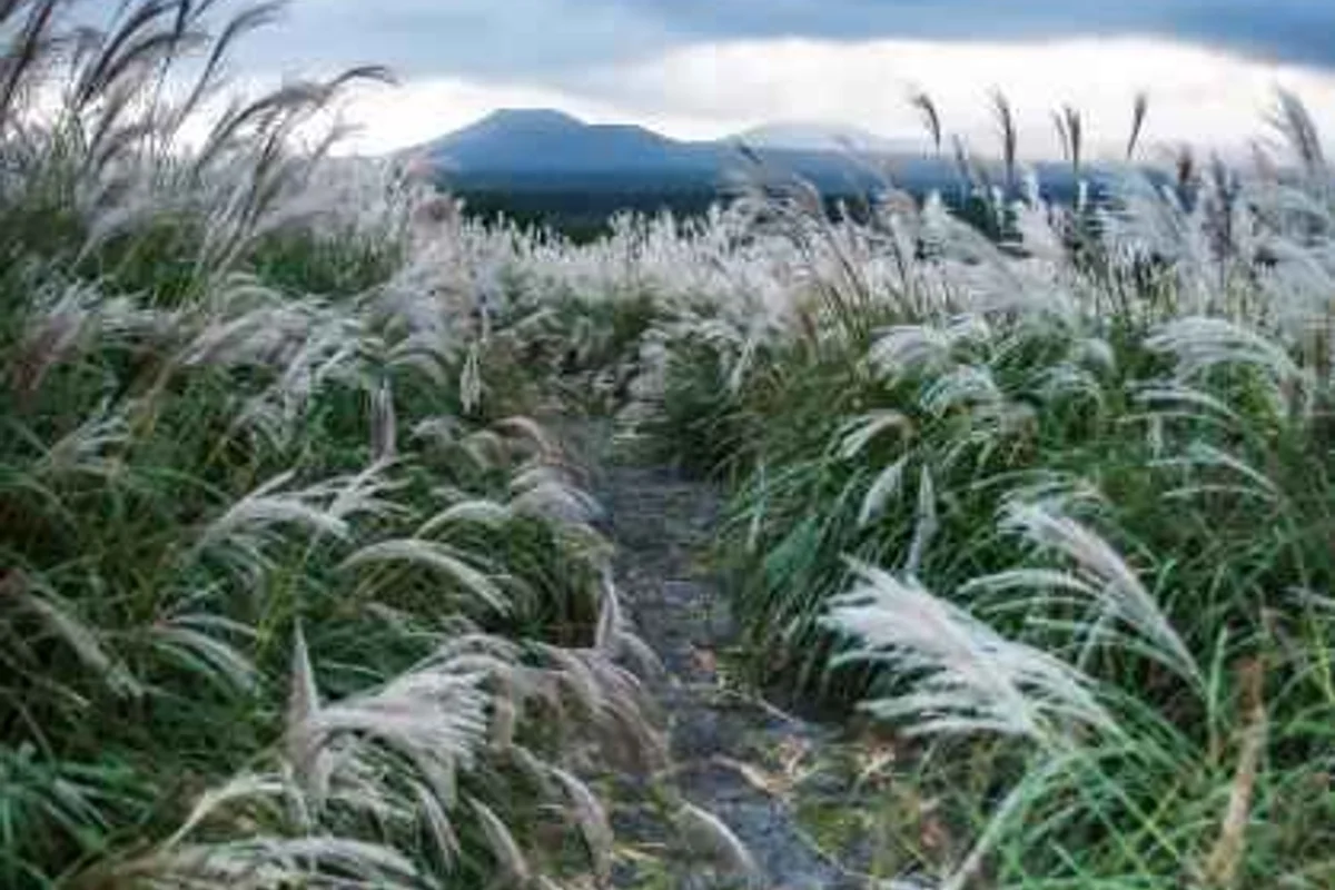 장전리 벚꽃길 - 제주벚꽃 여행