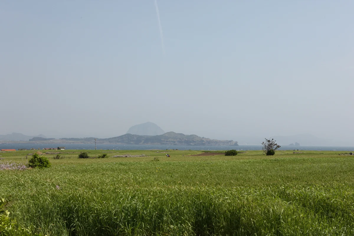 평지마을 유채꽃밭 - 거제여행 여행