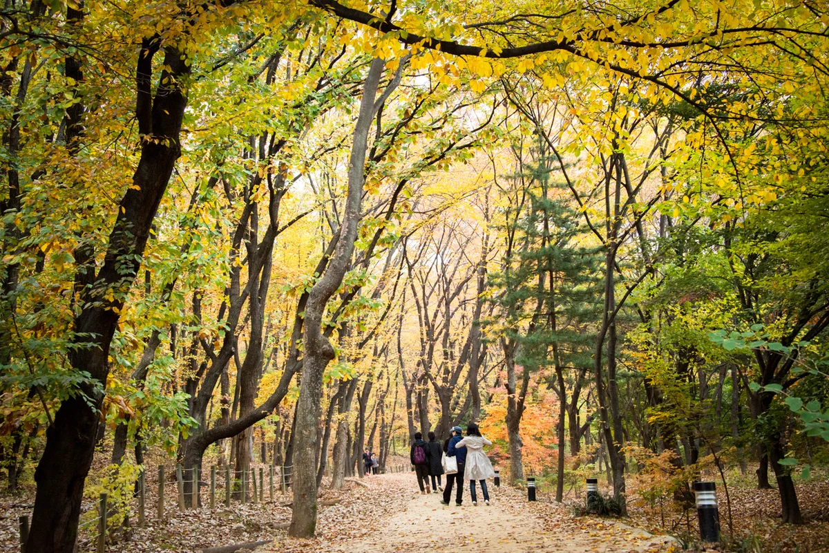 선릉 봄 가볼만한곳 (출처 : 한국관광공사)