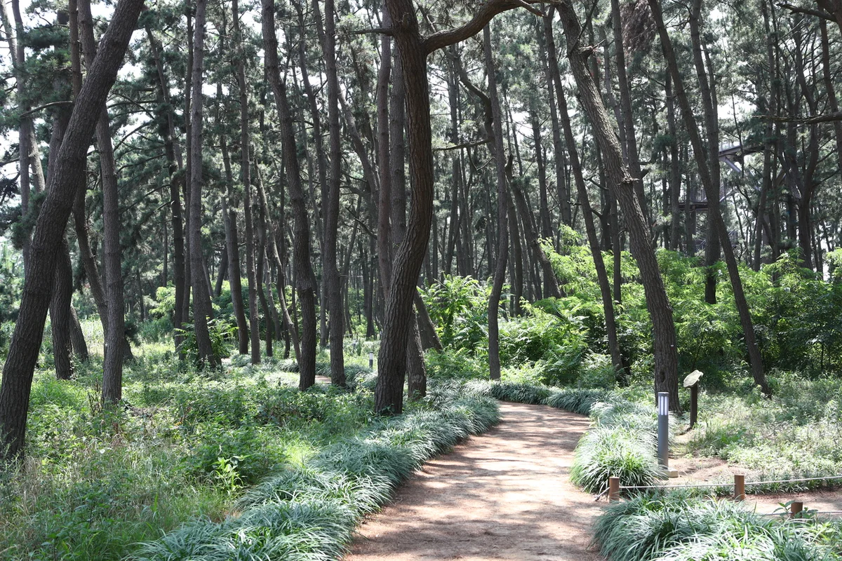 장항스카이워크 전망대 - 충남서천 여행