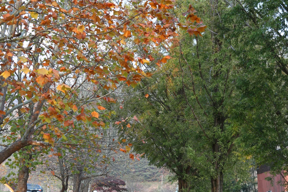 주왕산사과마을 - 주왕산 여행