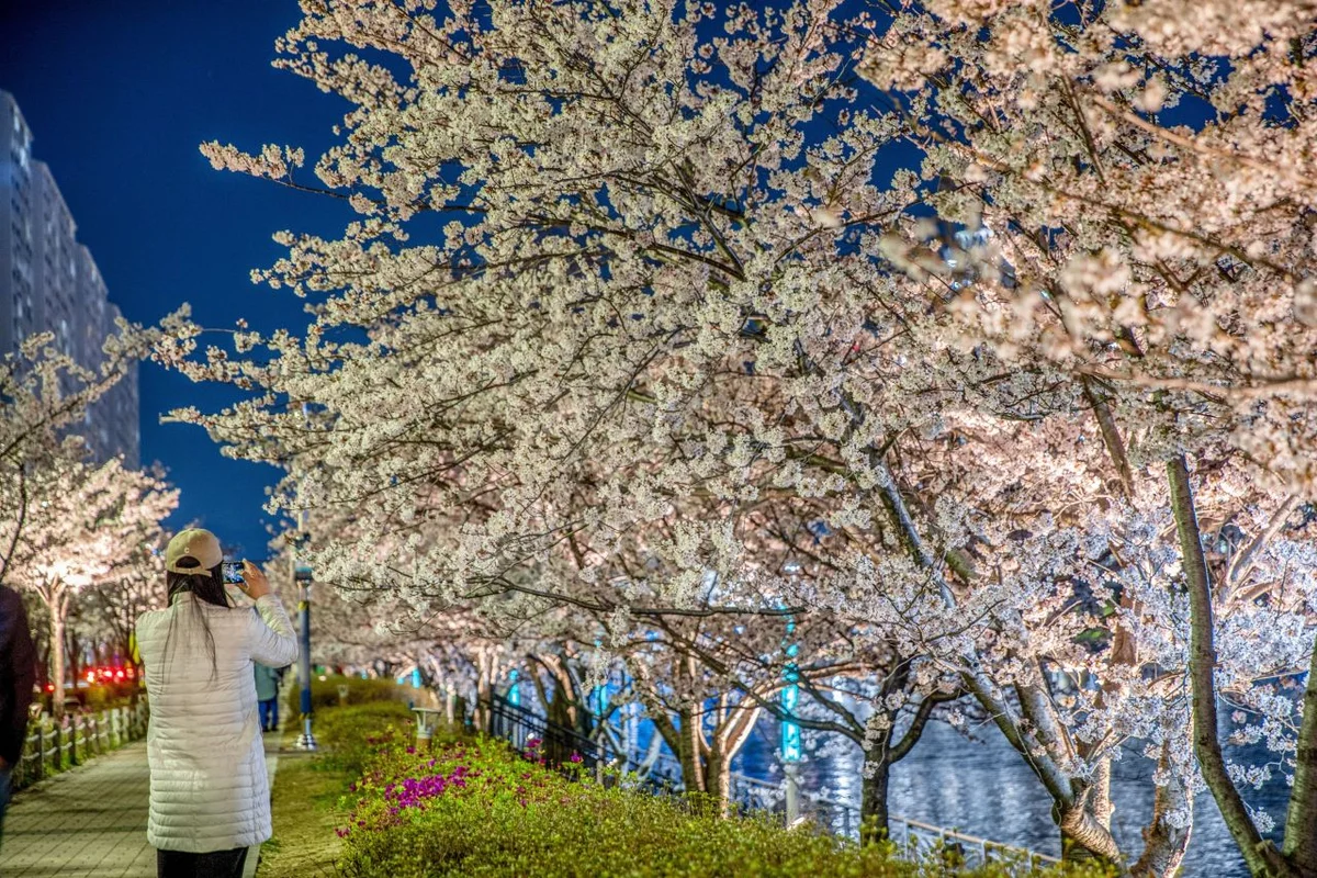 해운대해수욕장 일대 - 해운대벚꽃 여행