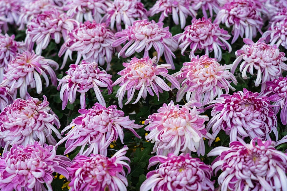 동화마을수목원: 원주시 수목원의 보석 - 원주 여행 여행