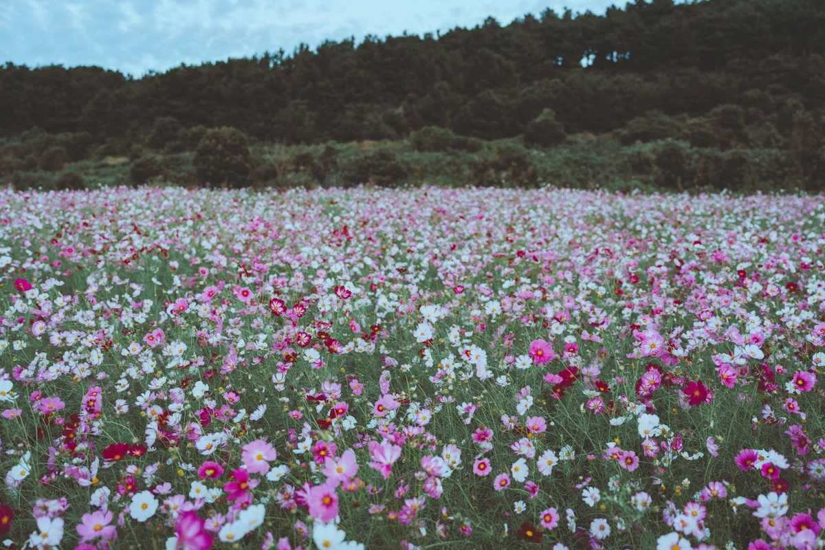 JW메리어트제주 - 제주여행 여행