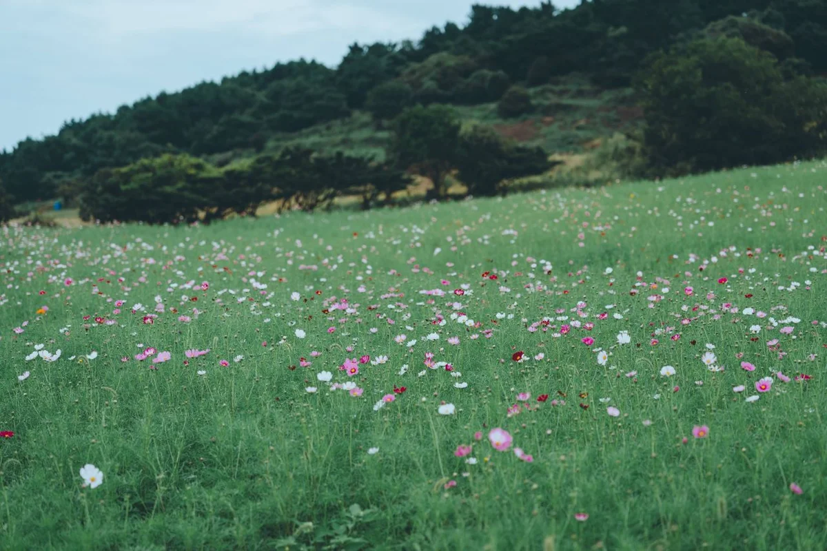 81파크제주 - 제주여행 여행