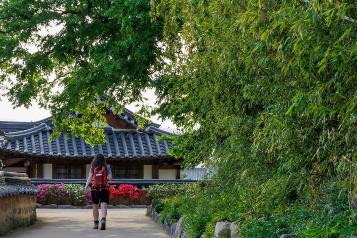 보은 벚꽃길 축제 - 4월축제 여행