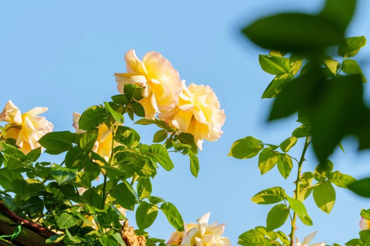 중랑구무장애나눔길 - 중랑구 여행