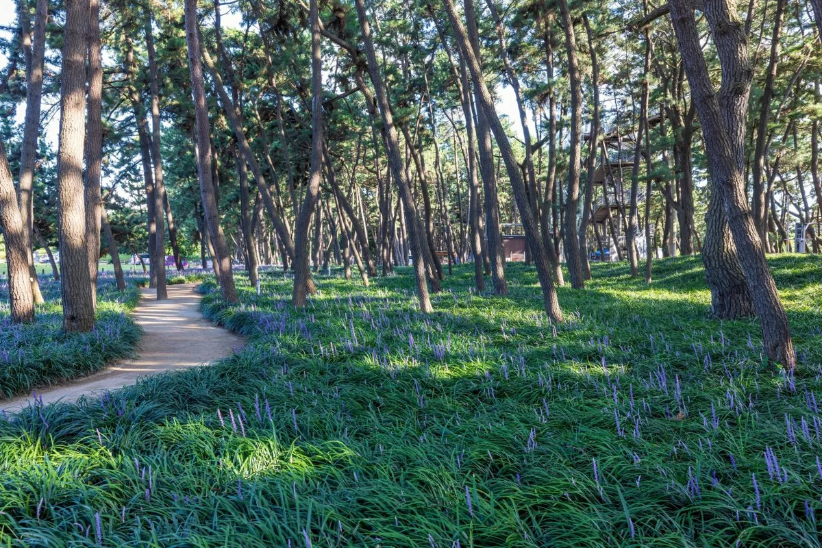 장항송림자연휴양림 - 충남서천 여행