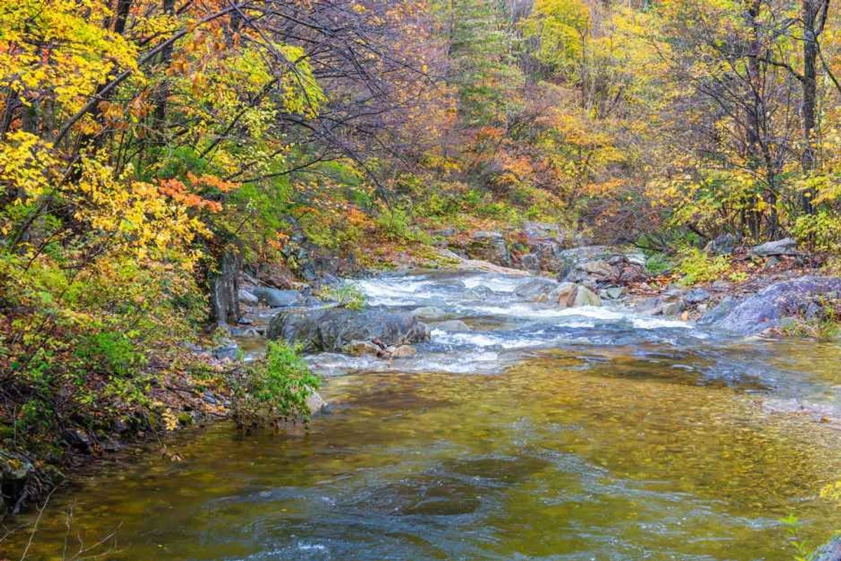 평창 유채꽃 명소 (출처 : 한국관광공사)