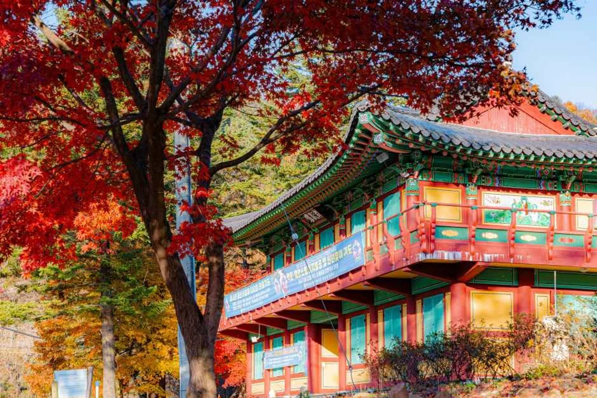 남양주시 벚꽃 명소 (출처 : 한국관광공사)