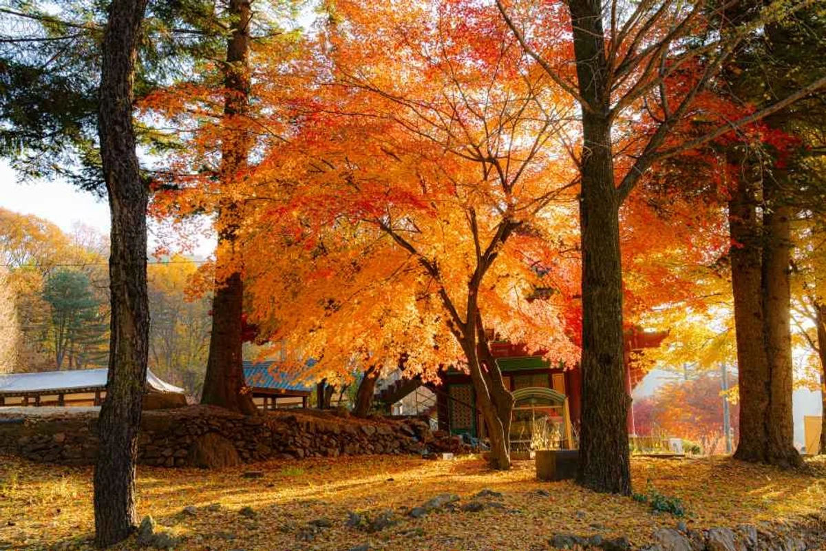 회암사지 - 양주여행 여행