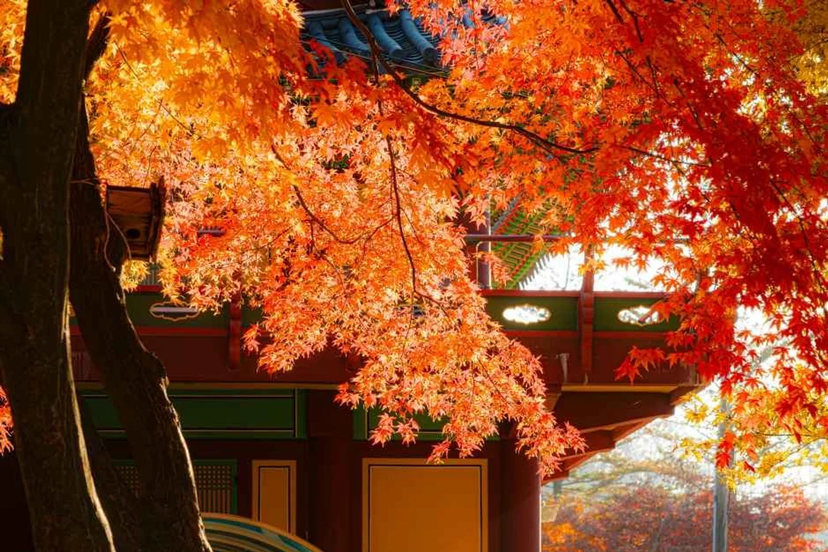 가운천 벚꽃길 - 남양주벚꽃 여행