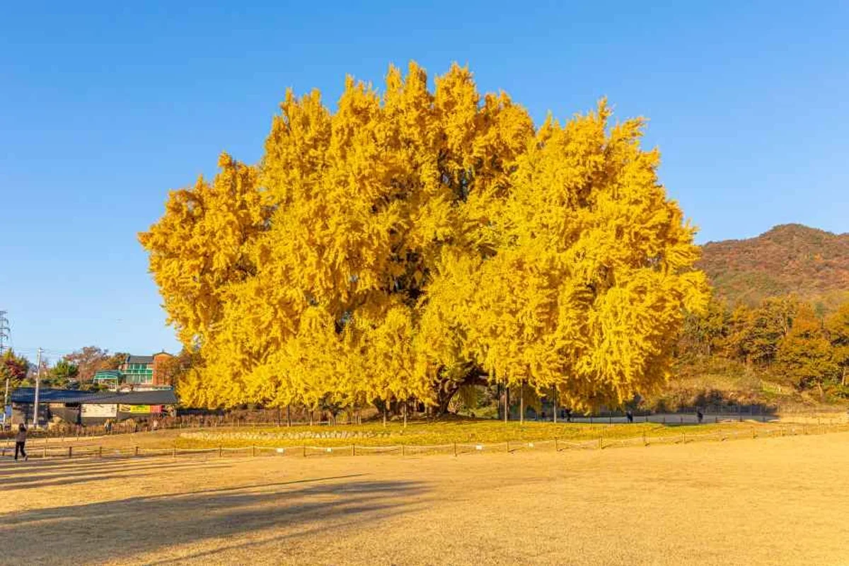 원주 반계리 은행나무 - 원주 여행 여행