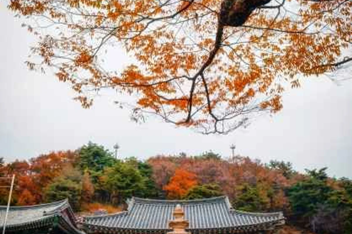풍성채 캠핑장 - 비암사숙소 여행
